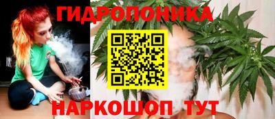сатива Новозыбков