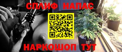 сатива Новозыбков
